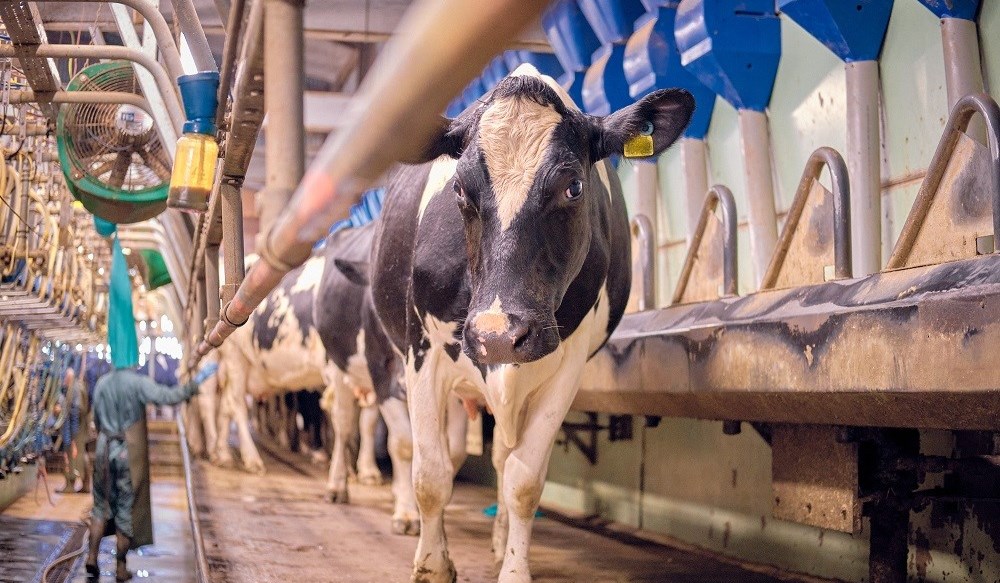 Cows filtering into the milking parlour.